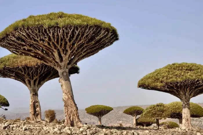 Misteri Pulau Socotra, Sebuah Perjalanan Menyelami Keunikan ...